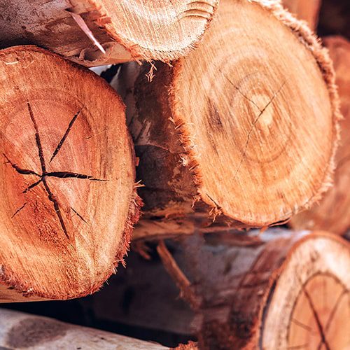 How Many Resources Go Into Making Tree-Grown Toilet Paper?