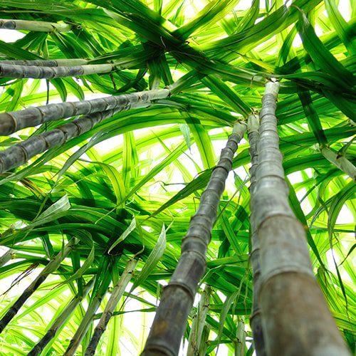 From Fields to Bathrooms: The Journey of Our Sugarcane Toilet Rolls
