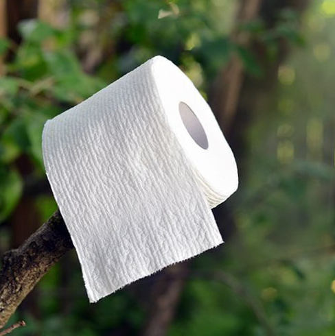 A Very Important Roll: How Sugarcane Toilet Rolls Can Help Save Rainforests
