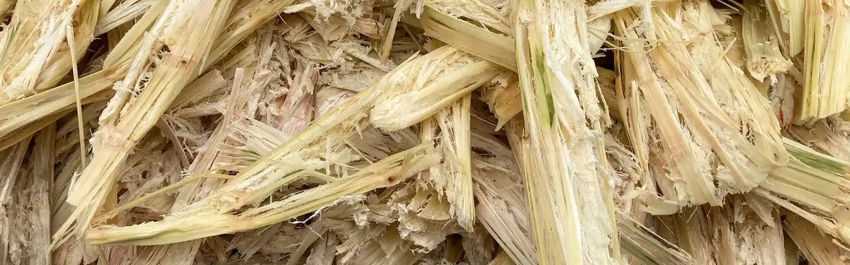Pile of sugarcane bagasse fibres left after juice extraction