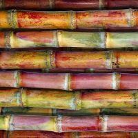 Sugarcane