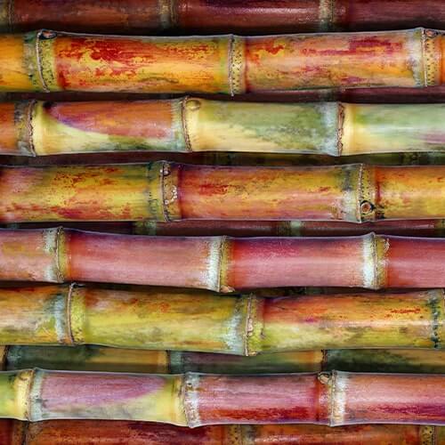 Sugarcane