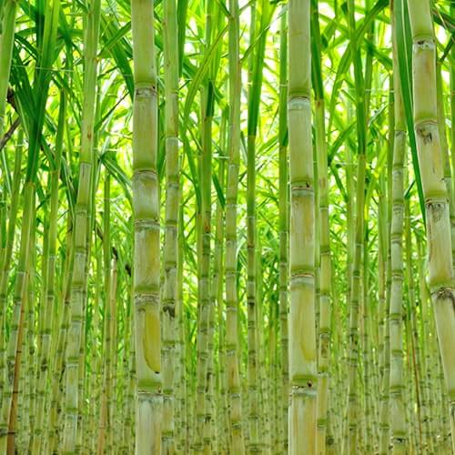 Green Sugarcane