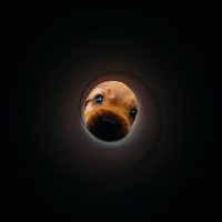 Dog looking through toilet paper tube