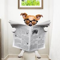 Dog reading a newspaper